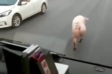 Ùn tắc giao thông vì lợn “đi catwalk” trên đường