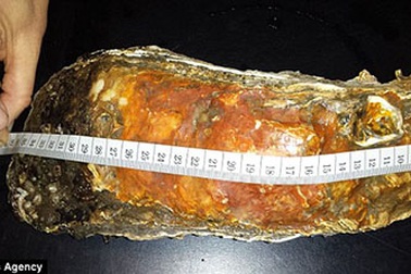 Bắt được con hàu khổng lồ 