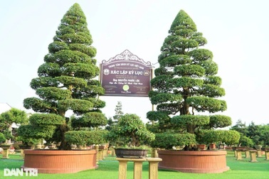 Chiêm ngưỡng cặp me kiểng trăm tuổi trị giá tiền tỷ của lão nông Đồng Tháp