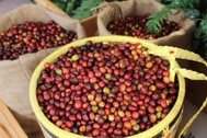 Giá cà phê tăng “dựng đứng”, nông dân phấn khởi chờ mốc 100.000 đồng/kg