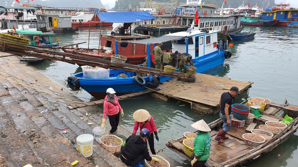 Mục sở thị chợ cá nổi tiếng ở Cái Rồng, Vân Đồn sau bão Covid-19 - 1 Mục sở thị chợ cá nổi tiếng ở Cái Rồng, Vân Đồn sau bão Covid-19 - 1