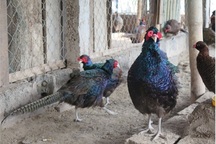 Nuôi 100 con chim Trĩ xanh, nhẹ nhàng lãi 1 tỷ đồng/năm