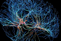 Phát hiện tế bào não khiến mỗi người trở nên khác biệt