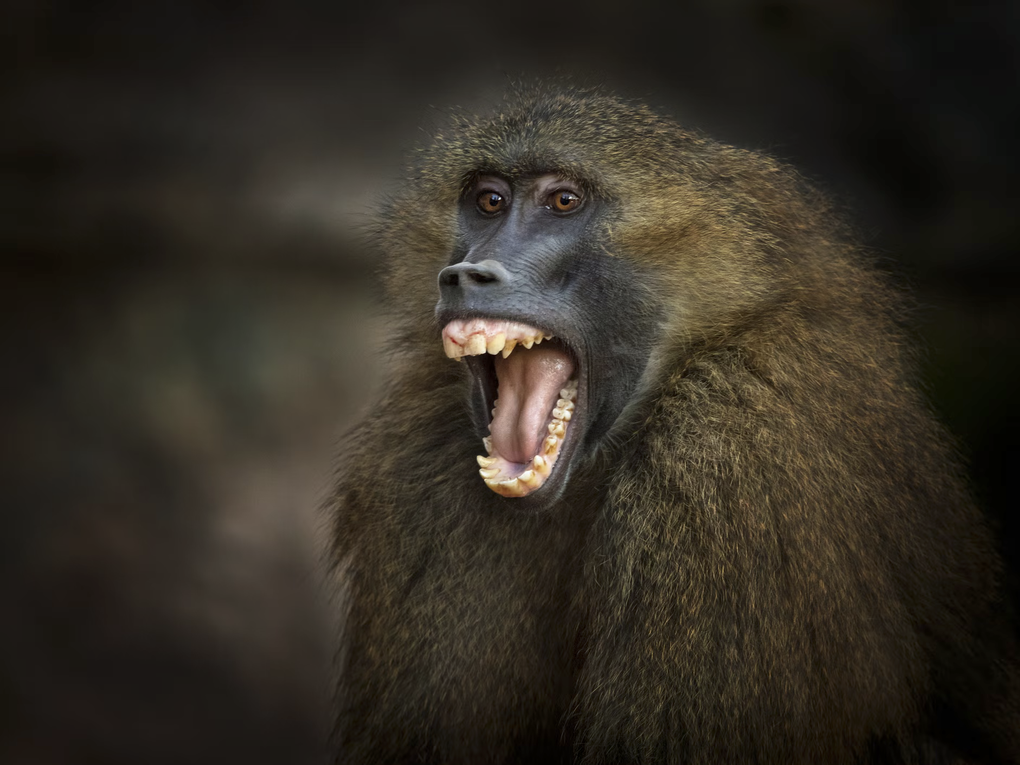 Khỉ đầu chó hợp sức chống lại báo hoa mai để trả thù cho đồng loại - 1