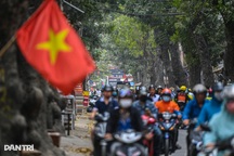 Sắp chặt hạ, dịch chuyển hàng cây cổ thụ trên đường "đắt nhất hành tinh"