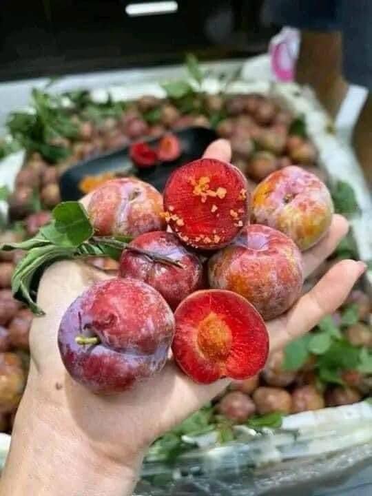 mận 19.jpg mận 19.jpg