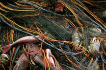 Trung Quốc sẽ ngừng nhập khẩu thực phẩm từ 10 tỉnh của Nhật Bản