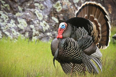 Gà tây từng được thuần hóa cho các nghi lễ Trung bộ Châu Mỹ cổ