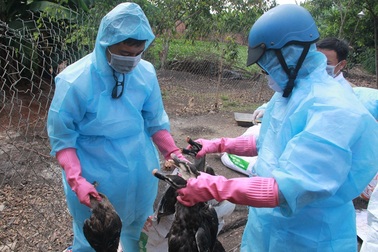 Tiêu hủy gần 1.000 con vịt trời nhiễm cúm H5N6