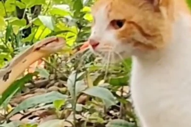 Mèo phản ứng cực nhanh trước cú đớp của rắn