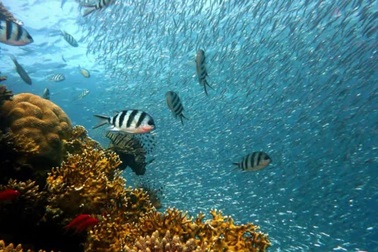 Phát hiện ốc đảo có sự sống nằm dưới vùng biển sâu 500m