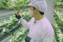 Bí mật trang trại mô phỏng thời tiết kỳ diệu cho dâu tây… tiền triệu/ hộp