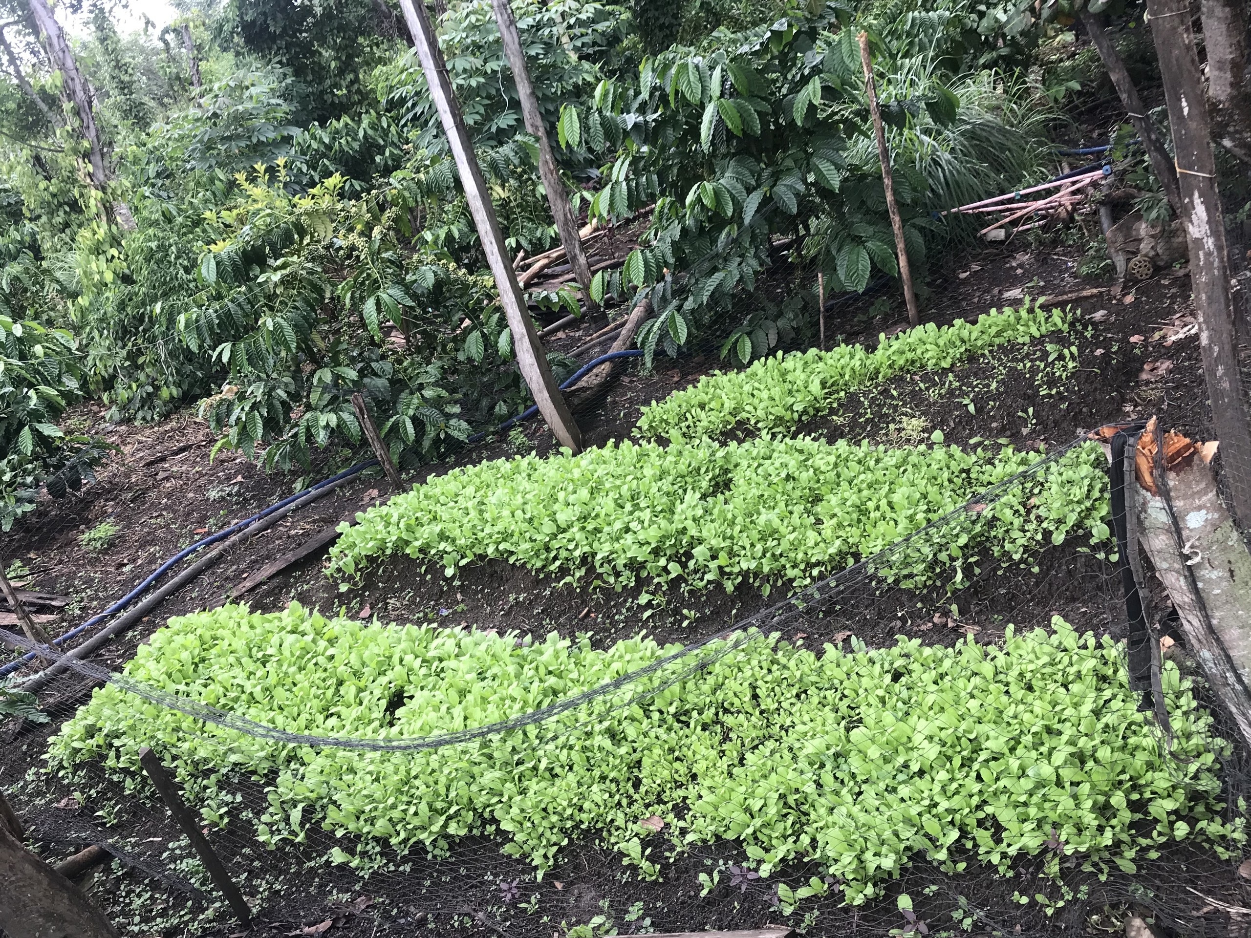 Gia đình Đắk Lắk làm vườn trái cây rộng 500m2 cho các con ăn thỏa thích - 12 Gia đình Đắk Lắk làm vườn trái cây rộng 500m2 cho các con ăn thỏa thích - 12