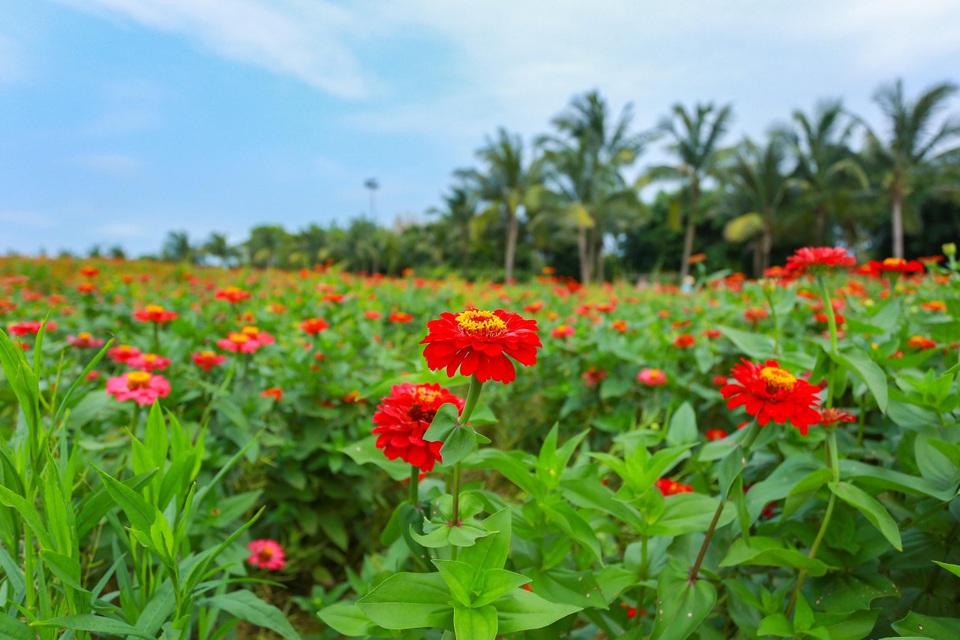 Cánh đồng hoa đẹp như cổ tích trong thành phố triệu cây xanh gần Hà Nội - 5 Cánh đồng hoa đẹp như cổ tích trong thành phố triệu cây xanh gần Hà Nội - 5