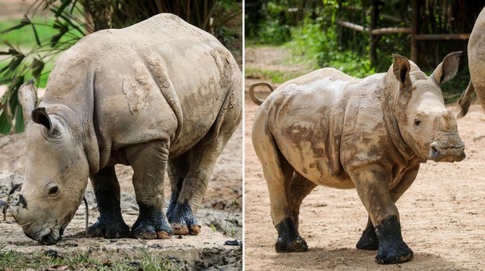 Những thú non bán hoang dã sinh ở Vinpearl Safari ngày ấy và bây giờ - Ảnh 3. Những thú non bán hoang dã sinh ở Vinpearl Safari ngày ấy và bây giờ - Ảnh 3.