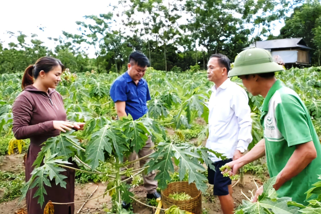 Nông dân đút túi cả triệu đồng mỗi ngày nhờ loại hoa thần dược - 2 Nông dân đút túi cả triệu đồng mỗi ngày nhờ loại hoa thần dược - 2