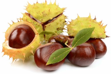 2 lý do khiến hạt dẻ ngựa là kẻ thù bệnh suy giãn tĩnh mạch