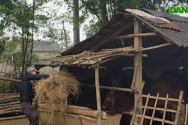 Người chăn nuôi gia súc loay hoay tìm kiếm thức ăn cho vật nuôi