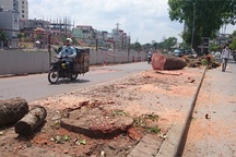 Hà Nội đốn hạ 6.700 cây xanh: "Người dân có quyền được biết"