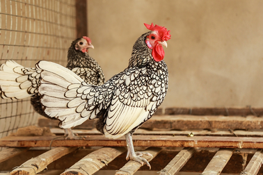 Ngắm đàn gà tiền tỷ "đẹp như tranh" dịp Tết Đinh Dậu