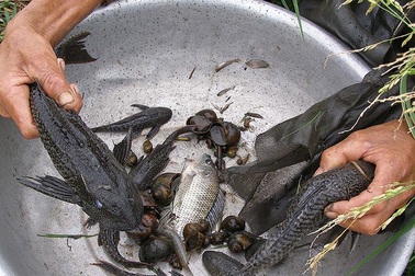 Hậu quả ăn cá lau kính để trị tiểu đường