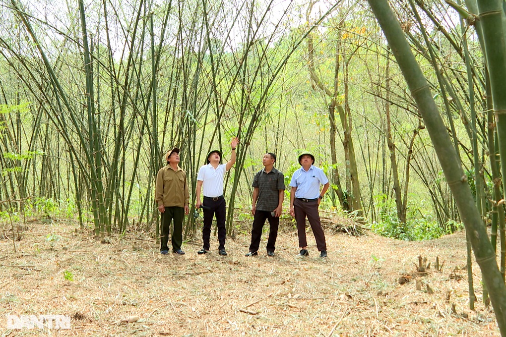 Châu chấu tàn phá cây trồng của người dân - 3 Châu chấu tàn phá cây trồng của người dân - 3