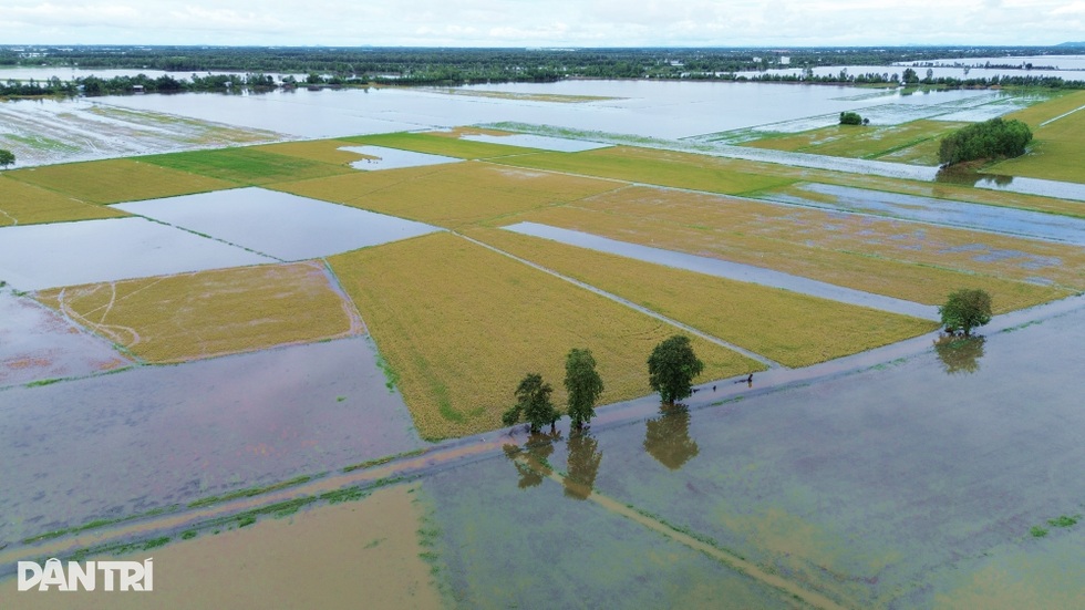 Canh bạc của nông dân ngoài đê bao mùa lũ - 1