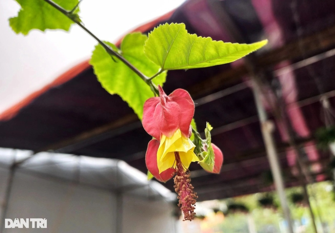 Hoa trạng nguyên, lồng đèn xuống phố đọ sắc Tết với đào, mai - 8 Hoa trạng nguyên, lồng đèn xuống phố đọ sắc Tết với đào, mai - 8