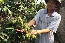 Bám Trung Quốc, nông sản bị rẻ rúng