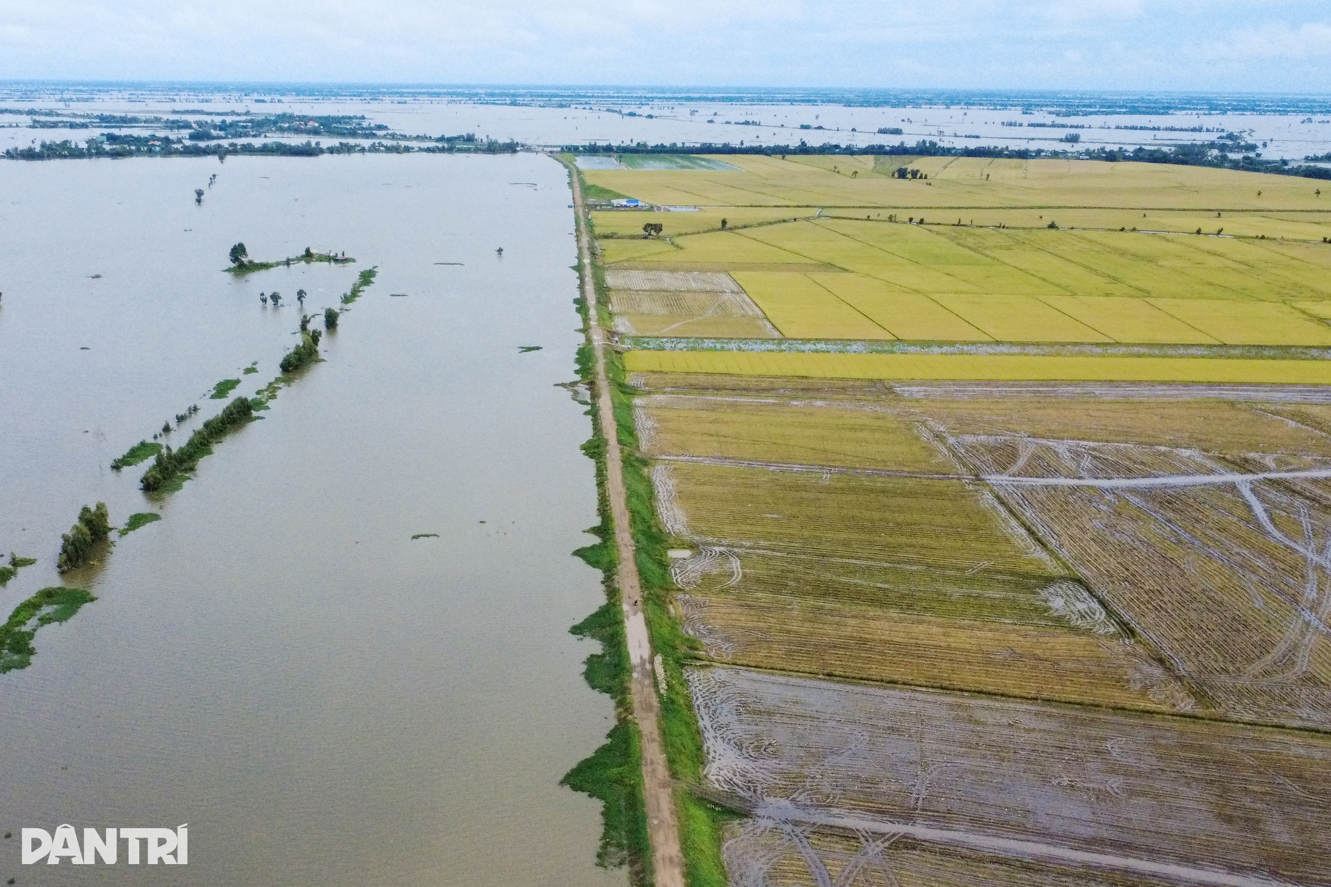 Người dân Tây Ninh “chạy đua” gặt lúa giữa mùa nước lũ - 1 Người dân Tây Ninh “chạy đua” gặt lúa giữa mùa nước lũ - 1