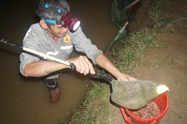 Mỗi ngày đút túi gần chục triệu đồng nhờ vớt "lộc" đùn lên từ đất