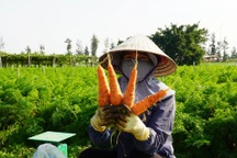 Nông dân lãi đậm nhờ liều trồng cà rốt "vượt" bão