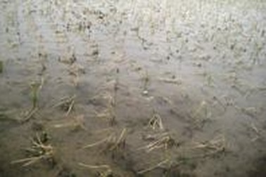 Hàng chục ha lúa mới cấy bị chết rét