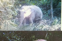 Đàn voi tại Việt Nam giảm hàng nghìn cá thể