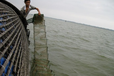 Thả lừ trên phá Tam Giang