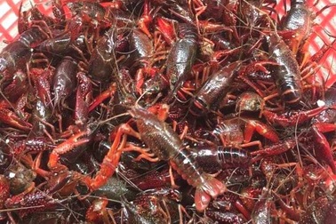 Ban chỉ đạo 389 Quốc gia yêu cầu “dẹp nạn” nhập lậu tôm hùm đất