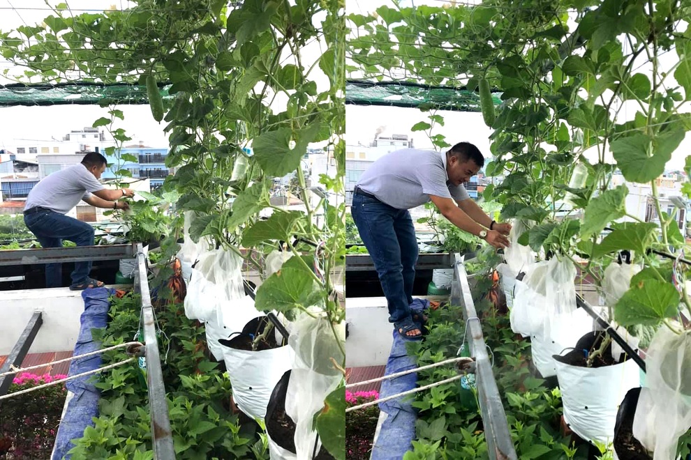 Gia chủ Sài Gòn vác đất lên sân thượng, làm vườn rau trái xanh sum suê - 10