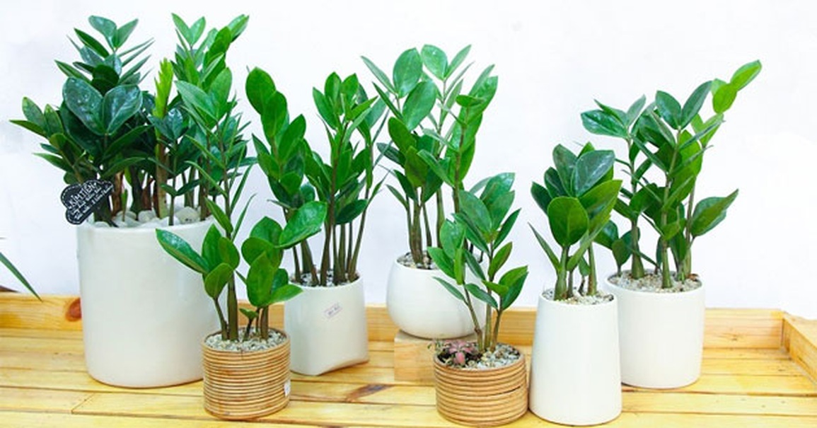 Những lưu ý khi trồng cây xanh trong nhà - 6 Những lưu ý khi trồng cây xanh trong nhà - 6