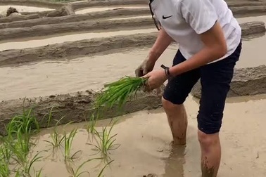 Khách Tây chi tiền lên Sapa học cấy lúa, lội ruộng và cưỡi trâu