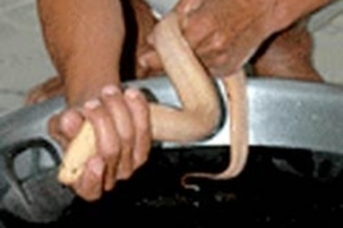 Xôn xao vì con lươn trắng có thể đổi màu