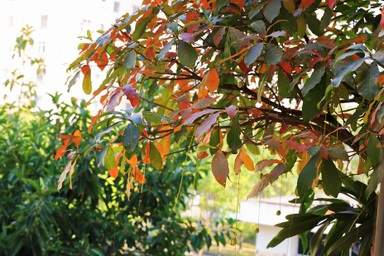 Đừng bỏ phí không gian xanh “2m vuông” ở chung cư