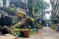 Hơn 40.000 cây xanh gãy đổ ở Hà Nội, có thể chỉ cứu được 3.000 cây