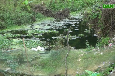 Con suối đổi màu, cá chết hàng loạt bất thường