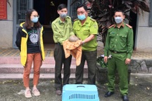 4 ngày cứu hộ 7 cá thể động vật hoang dã quý hiếm từ 5 tỉnh