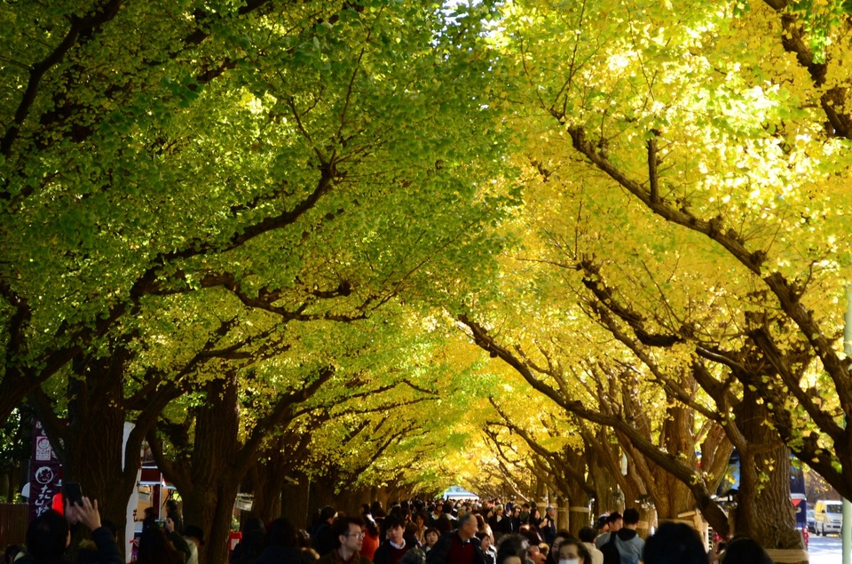 Những lễ hội mùa đông nổi bật tại Tokyo - 1 Những lễ hội mùa đông nổi bật tại Tokyo - 1