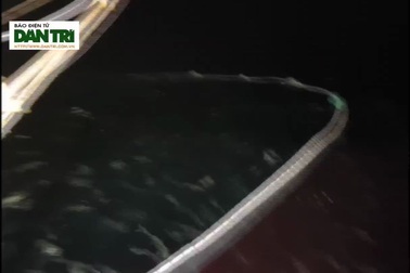 Hình ảnh mẻ cá bè hơn 150 tấn ngư dân Quảng Trị bắt được.