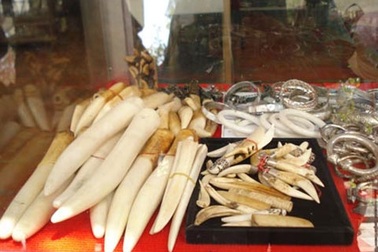 Thú chơi móng vuốt ngàn đô của đại gia