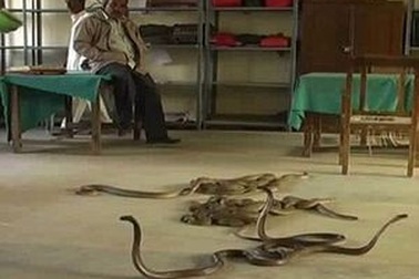 Bất bình vì bị đòi tiền đút lót, thả rắn độc để trả thù