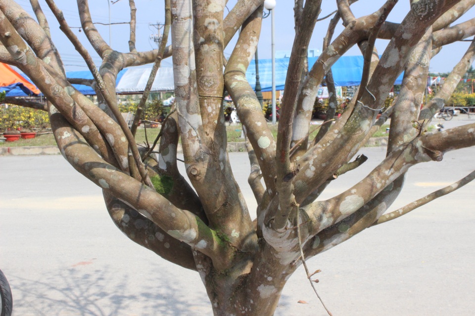 Mê mẩn với cây mai cổ thụ hơn 40 năm tuổi có giá 100 triệu đồng - 2 Mê mẩn với cây mai cổ thụ hơn 40 năm tuổi có giá 100 triệu đồng - 2