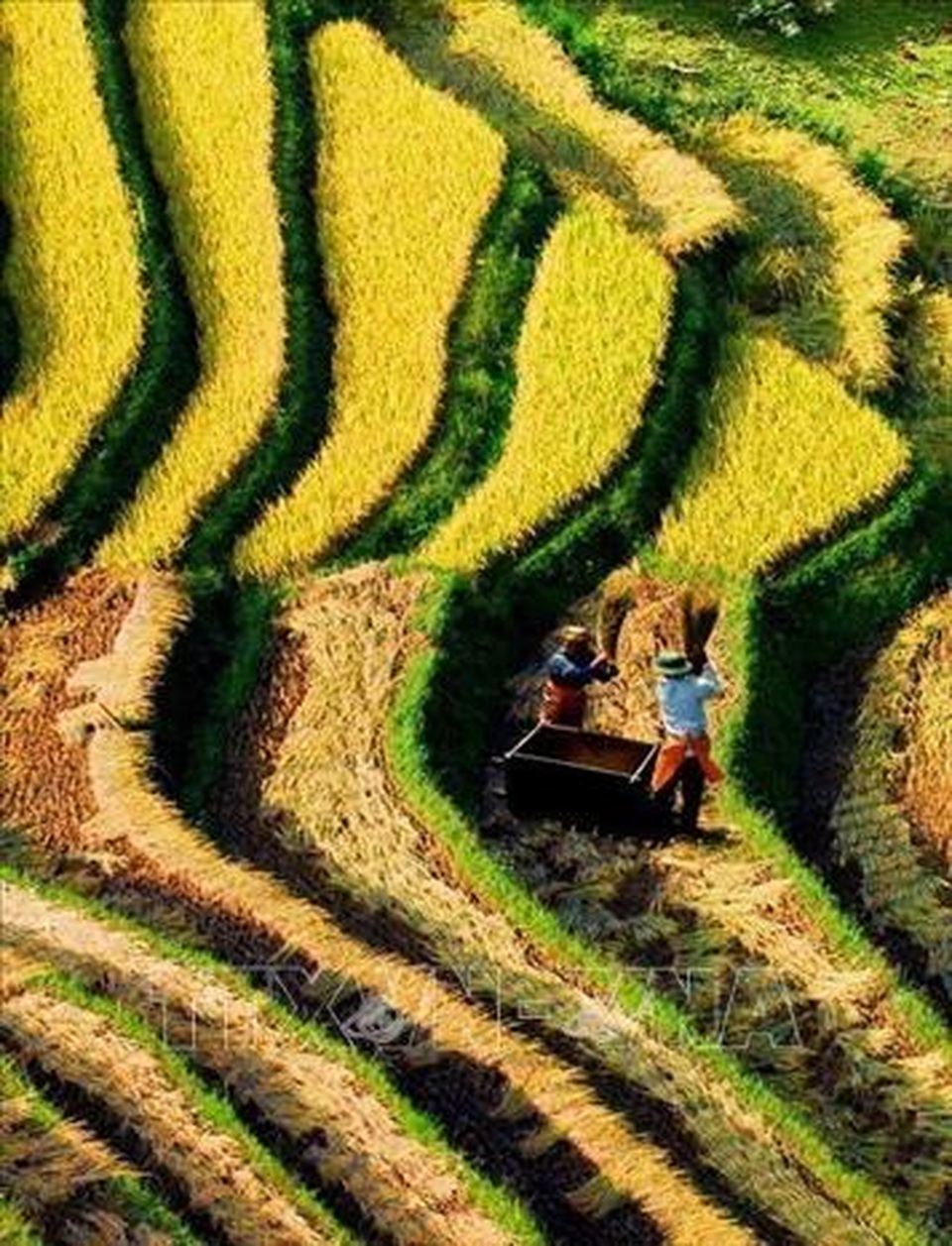 Ngắm mùa vàng trên ruộng bậc thang Mù Cang Chải - 2